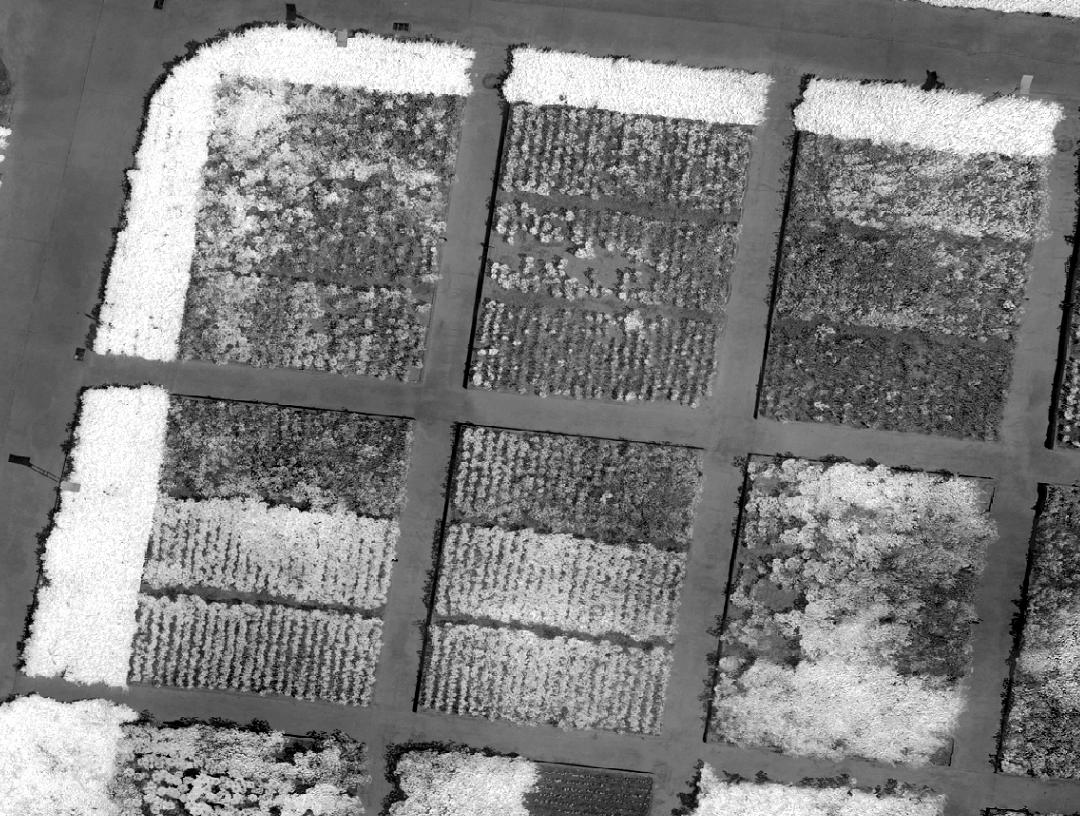 农业遥感与植被监测.jpg 农业遥感与植被监测.jpg